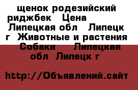 щенок родезийский риджбек › Цена ­ 30 000 - Липецкая обл., Липецк г. Животные и растения » Собаки   . Липецкая обл.,Липецк г.